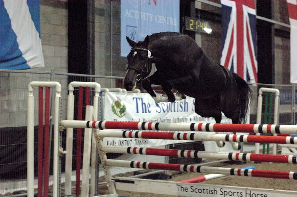 Dutch Warmbloods